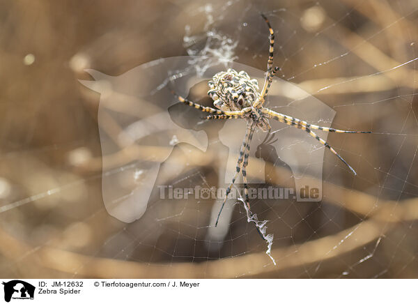 Zebra Spider / JM-12632