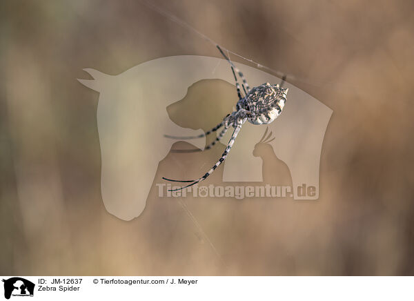 Zebra Spider / JM-12637
