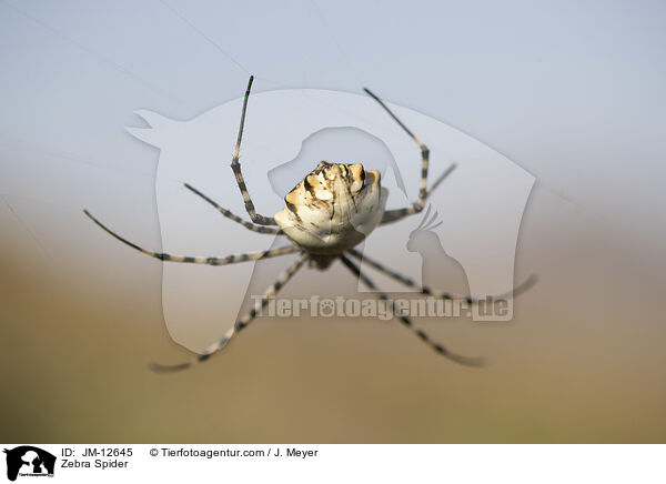 Zebra Spider / JM-12645