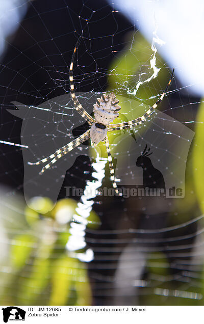 Zebra Spider / JM-12685