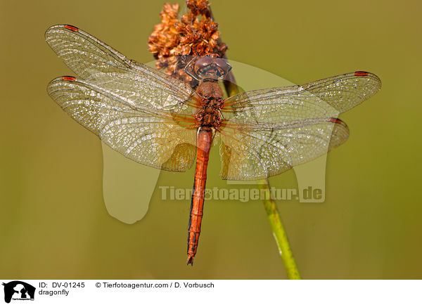 Gefleckte Heidelibelle / dragonfly / DV-01245