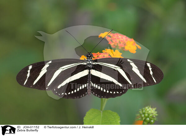 Zebrafalter / Zebra Butterfly / JOH-01152