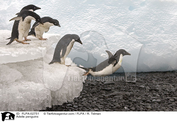 Adelie penguins / FLPA-02751