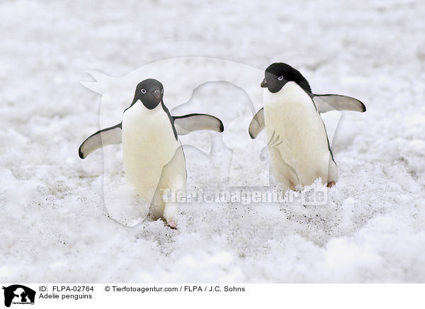 Adeliepinguine / Adelie penguins / FLPA-02764