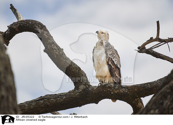 Kronenadler / African crowned eagle / JR-05322