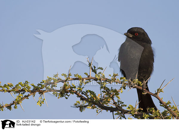 Trauerdrongo / fork-tailed drongo / HJ-03142