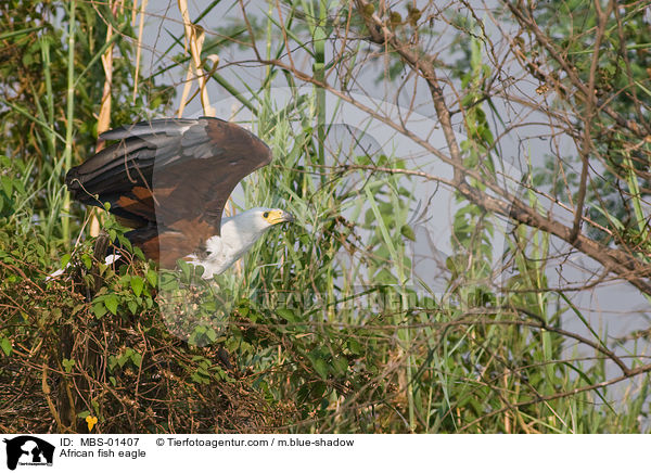 African fish eagle / MBS-01407