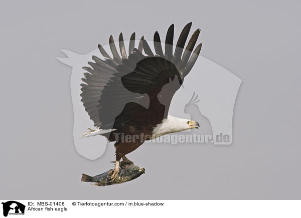 African fish eagle / MBS-01408