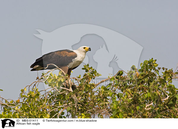 African fish eagle / MBS-01411