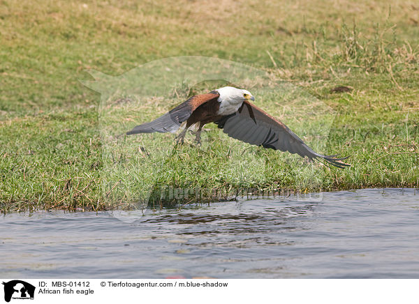 African fish eagle / MBS-01412