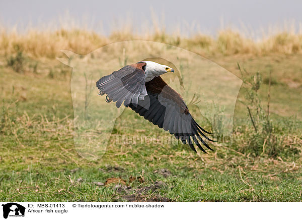 African fish eagle / MBS-01413