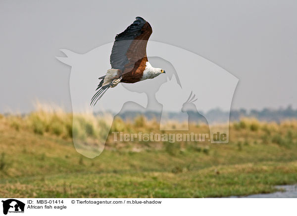 African fish eagle / MBS-01414