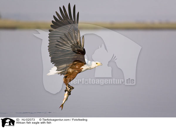African fish eagle with fish / HJ-02073