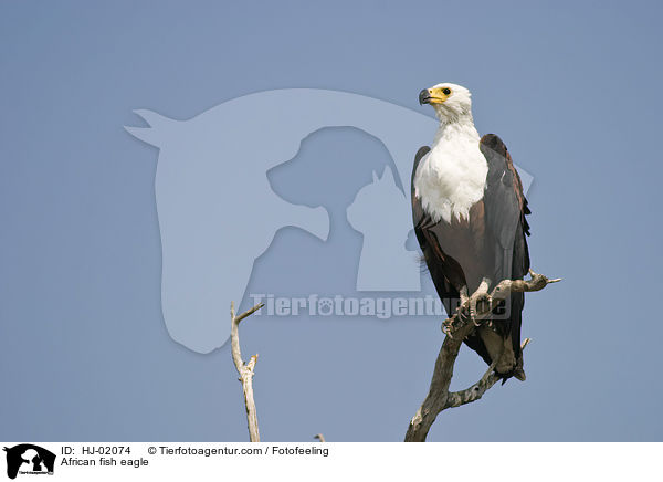 African fish eagle / HJ-02074