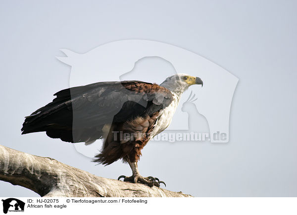 African fish eagle / HJ-02075