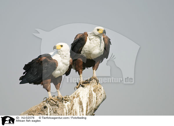 African fish eagles / HJ-02076