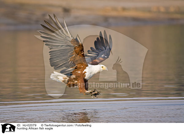 hunting African fish eagle / HJ-02079