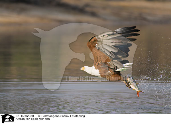 African fish eagle with fish / HJ-02080