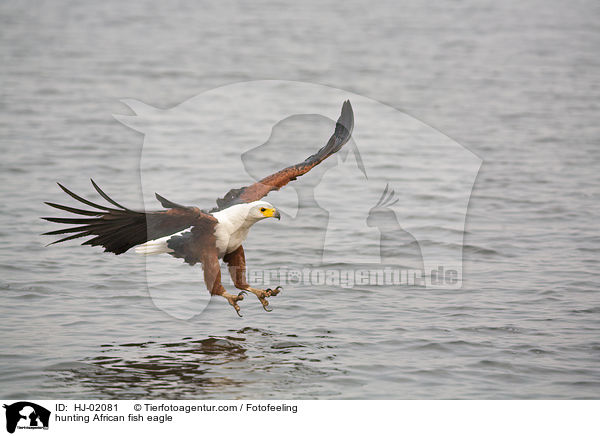 hunting African fish eagle / HJ-02081