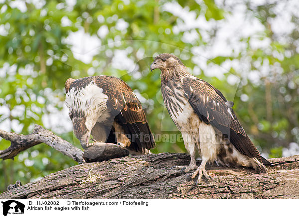 African fish eagles with fish / HJ-02082