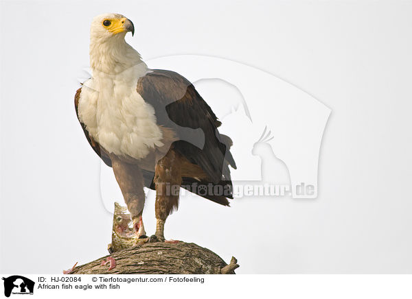 African fish eagle with fish / HJ-02084