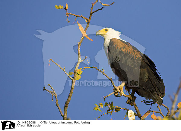 African fish eagle / HJ-02088