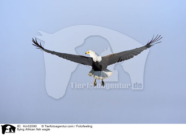 flying African fish eagle / HJ-02090