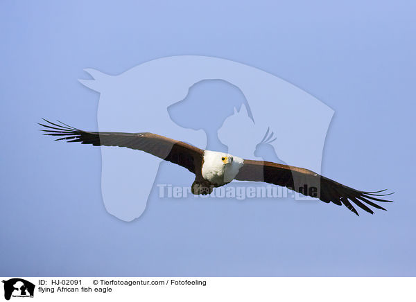 flying African fish eagle / HJ-02091