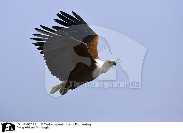 flying African fish eagle / HJ-02092