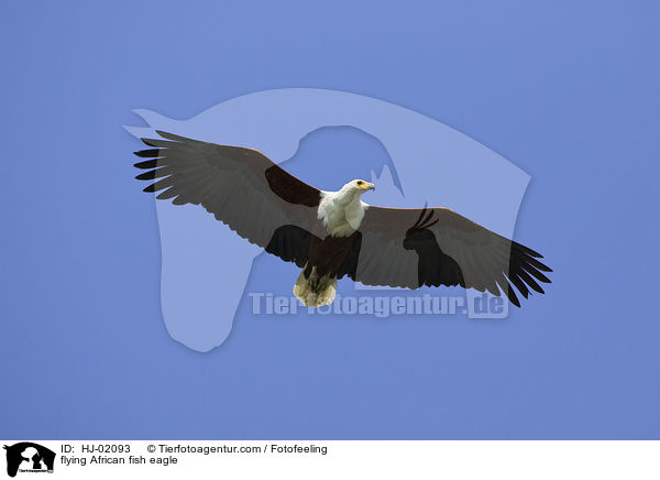 flying African fish eagle / HJ-02093