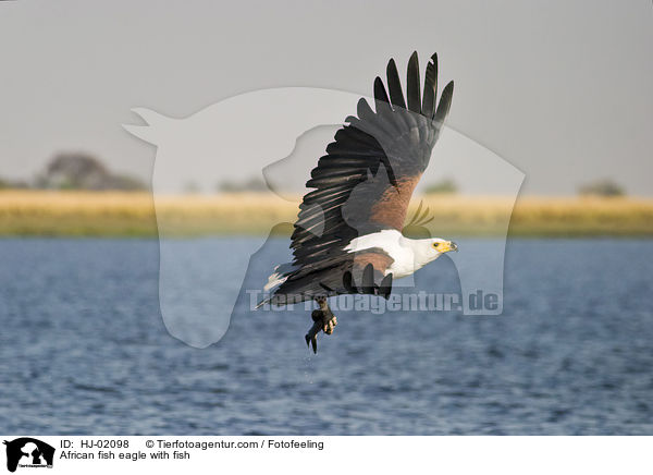 African fish eagle with fish / HJ-02098