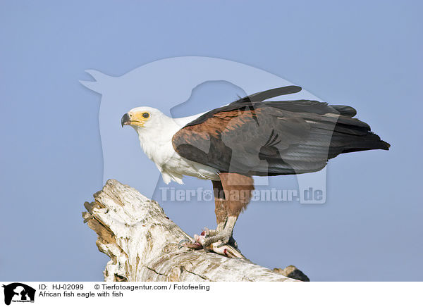 African fish eagle with fish / HJ-02099