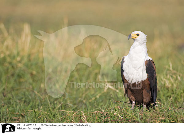 African fish eagle / HJ-02101