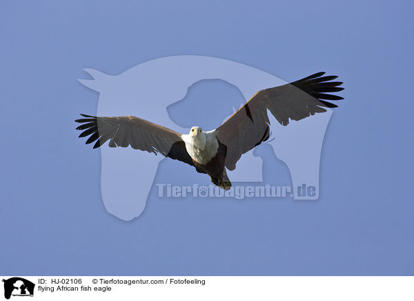 flying African fish eagle / HJ-02106