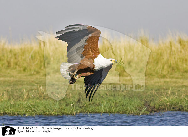 flying African fish eagle / HJ-02107