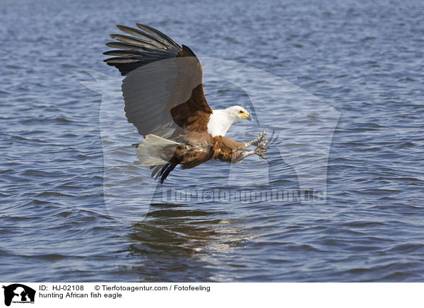 hunting African fish eagle / HJ-02108
