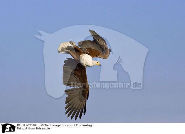 flying African fish eagle / HJ-02109