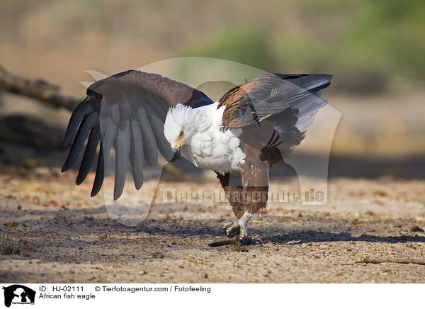 African fish eagle / HJ-02111