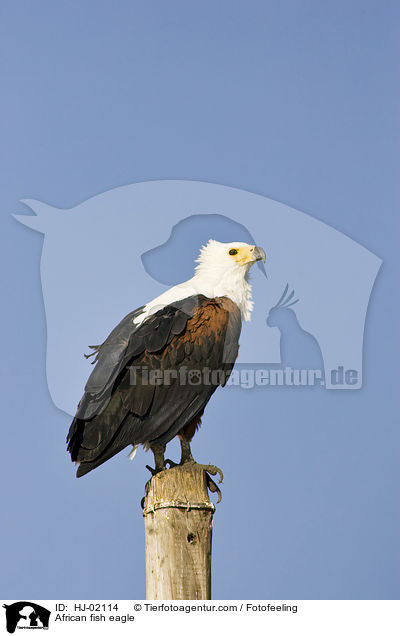African fish eagle / HJ-02114