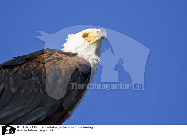 African fish eagle portrait / HJ-02115