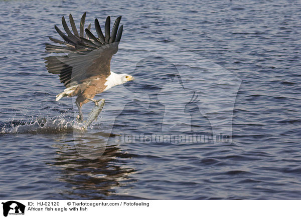African fish eagle with fish / HJ-02120