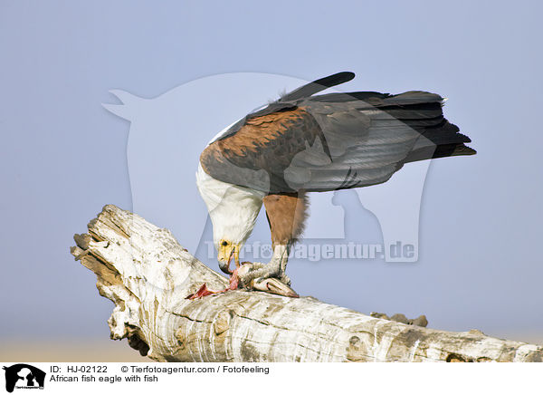 African fish eagle with fish / HJ-02122