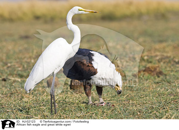 African fish eagle and great white egret / HJ-02123