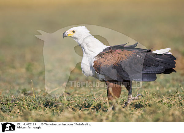 African fish eagle / HJ-02124
