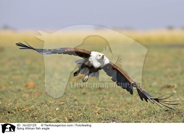 flying African fish eagle / HJ-02125