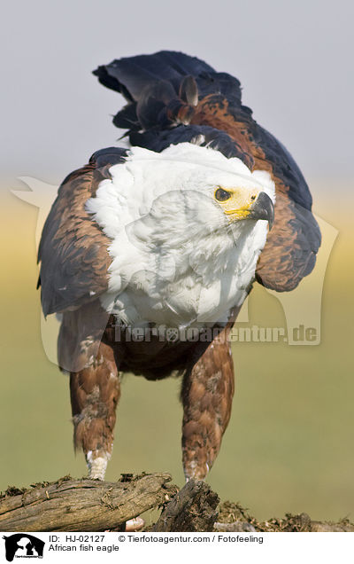 African fish eagle / HJ-02127