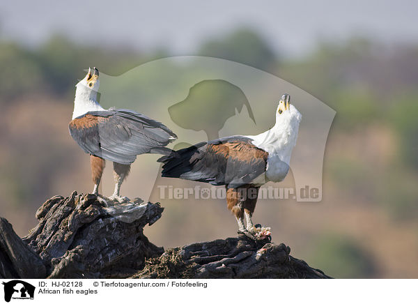 African fish eagles / HJ-02128