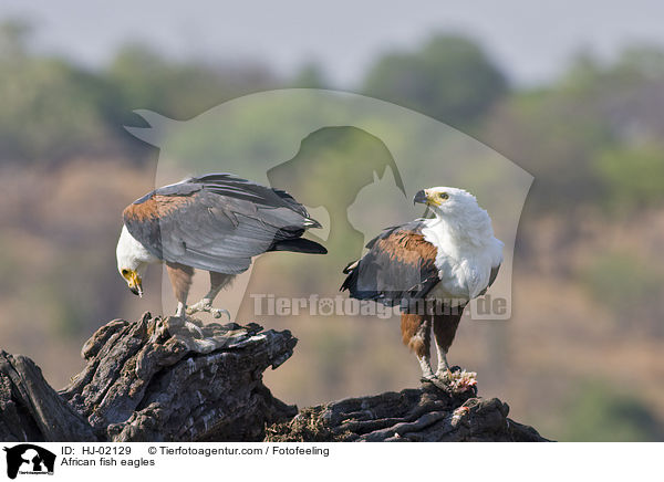 African fish eagles / HJ-02129