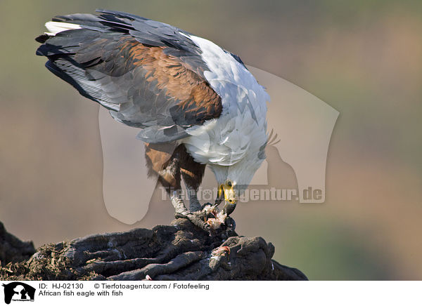 African fish eagle with fish / HJ-02130