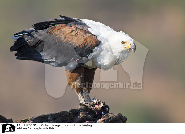 African fish eagle with fish / HJ-02131